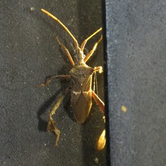 Leptoglossus brevirostris