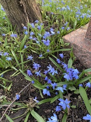 Scilla siberica