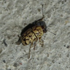 Pachybrachis chaoticus