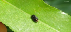 Penthimia nitida