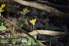 Erythronium americanum