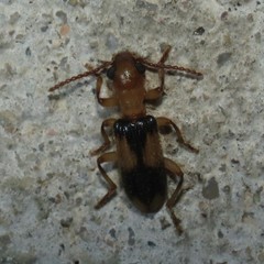 Araeodontia peninsularis