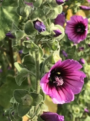 Malva arborea