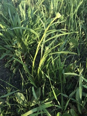 Echinacea paradoxa paradoxa