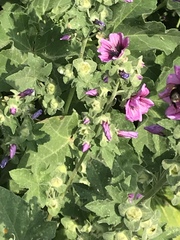 Malva arborea