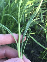 Echinacea paradoxa paradoxa