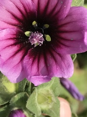 Malva arborea