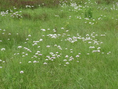 Allium canadense lavandulare