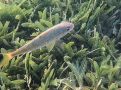 Mulloidichthys martinicus