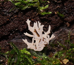 Clavulina vinaceocervina