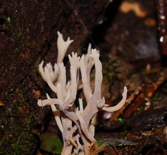 Clavulina vinaceocervina