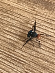 Loxoneura