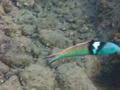 Thalassoma bifasciatum