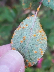 Phragmidium rosae-multiflorae
