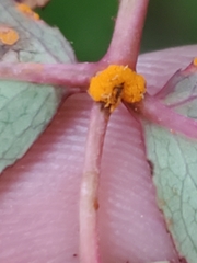 Phragmidium rosae-multiflorae