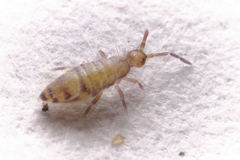 Willowsia nigromaculata