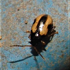 Phyllotreta ochripes