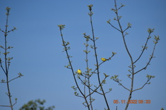 Spinus tristis jewetti