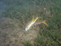 Mulloidichthys martinicus