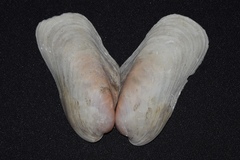 Modiolus americanus
