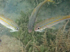 Mulloidichthys martinicus