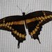 Papilio cresphontes - Photo (c) doodlebug,  זכויות יוצרים חלקיות (CC BY-NC), הועלה על ידי doodlebug
