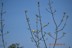 Spinus tristis jewetti