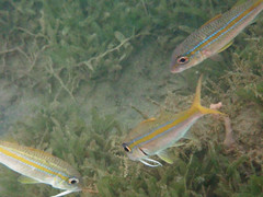 Mulloidichthys martinicus