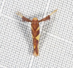 Caloptilia xanthopharella