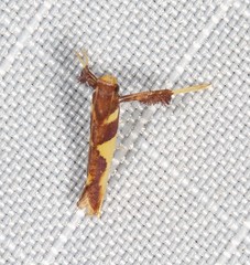 Caloptilia xanthopharella