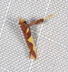 Caloptilia xanthopharella