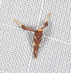 Caloptilia xanthopharella