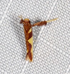 Caloptilia xanthopharella