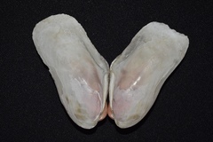 Modiolus americanus