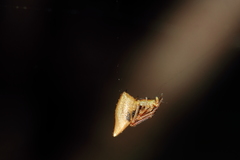 Neospintharus trigonum