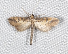 Hydriris chalybitis