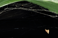 Neospintharus trigonum