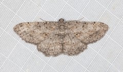 Psilalcis isombra