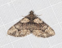 Eucymatoge peplodes