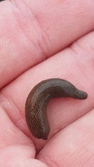 Phascolosoma annulatum