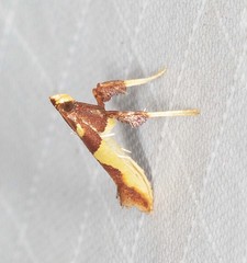 Caloptilia xanthopharella