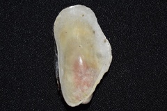 Modiolus americanus