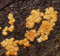 Trichoderma paraviridescens