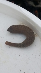 Phascolosoma annulatum