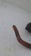 Phascolosoma annulatum