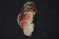 Modiolus americanus