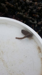 Phascolosoma annulatum