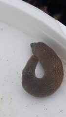 Phascolosoma annulatum