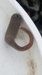 Phascolosoma annulatum