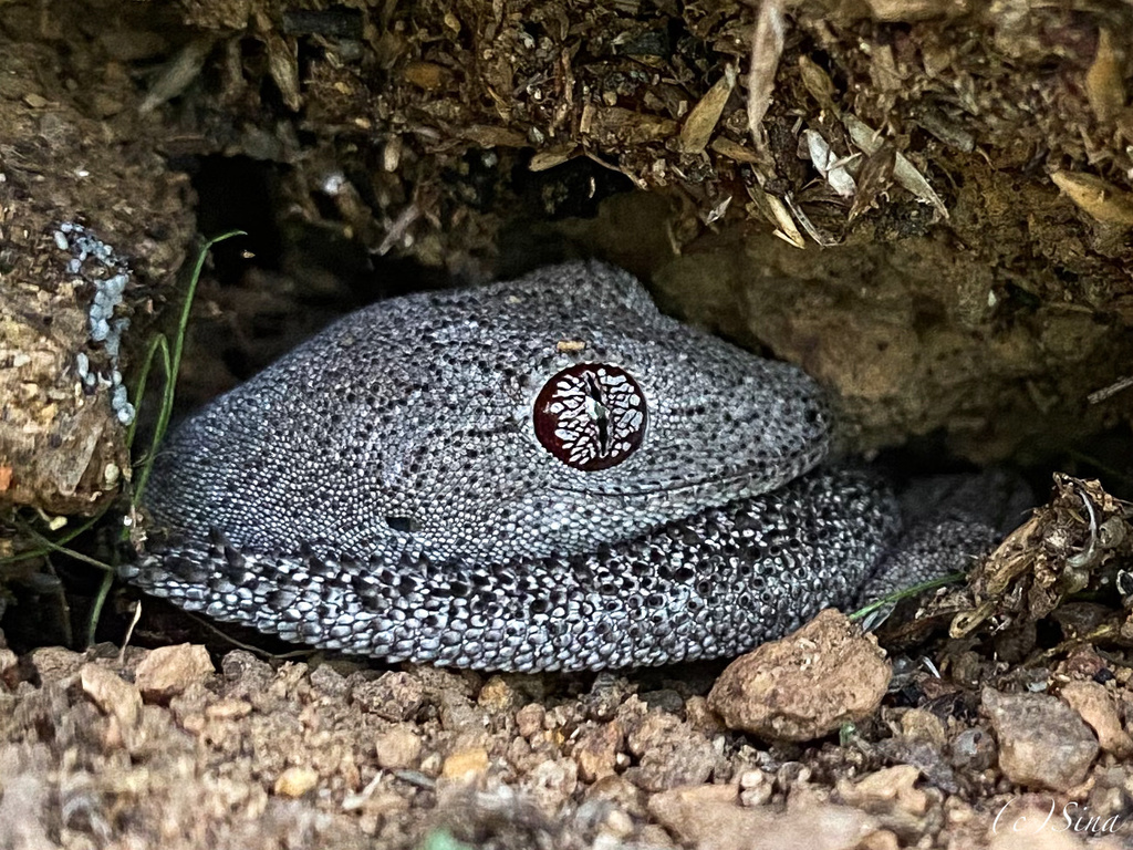 South-western Spiny-tailed Gecko